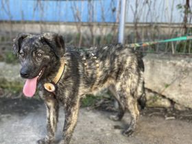 Sophia wartet auf ein liebevolles Zuhause