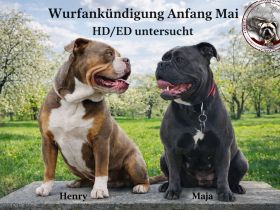 Flowers_Bulldog_Family