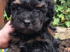 Reinrassige Bolonka Zwetna Welpen