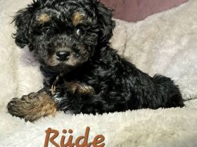 Reinrassige Bolonka Zwetna Welpen