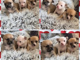 3 Zuckersüßer Reinrassiger Chihuahua