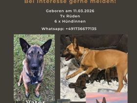 Malinois Welpen