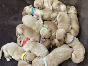 Labradoodle F1 Welpen in Apricot