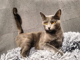 Clara sucht ihr Für-immer-Zuhause als Wohnungskatze