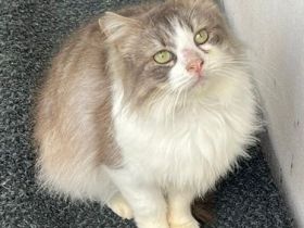 Max sucht ihr Für-immer-Zuhause als Wohnungskater