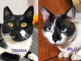 Milo & Triana suchen gemeinsam ihr Für-immer-Zuhause (Wohnungskatzen, nicht getrennt)