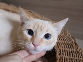 Massimo, ein sanfter Kämpfer sucht sein Für-immer-Zuhause (Wohnungskater, nicht als Einzelkater)