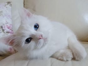 Reinrassige sibirische Katze