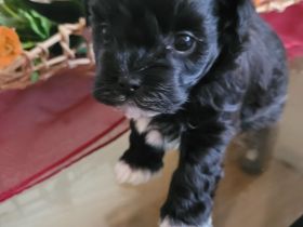 Malteser Bolonka Mix