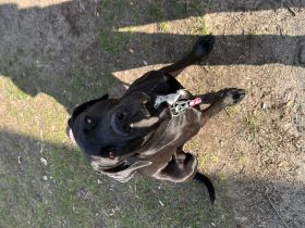 Verkaufe dringen unserer Labrador mischlings Familienhund am besten noch heute