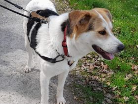 Hübsche Gisi sucht Zuhause