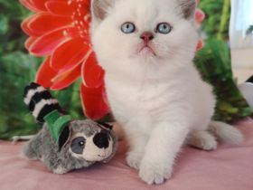 BKH, Britisch Kurzhaar, Mädchen