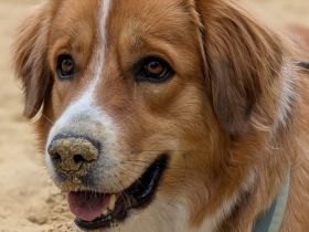 Bailey, 04/24 - charakterstarkes Mädel sucht Menschen mit Erfahrung