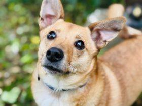 Zuko, kleines Herz auf vier Pfoten