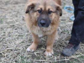 Guter Samariter für liebenswerten Valentin gesucht