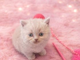 Reinrassige BKH Kitten- vollständig geimpft