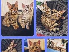 Bengal mix Kitten Brown / Silver