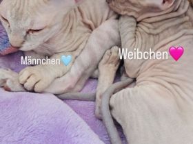 Sphynx Katzen Babys Geschwister männlich weiblich Pro Stück 850€