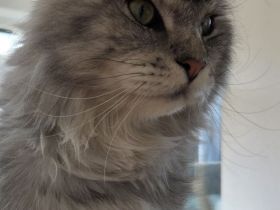 Maine coon Kater