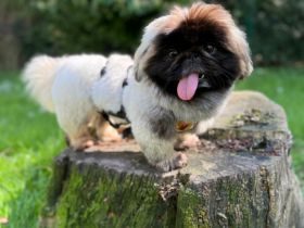 Eduard sucht Pekinesen-Liebhaber