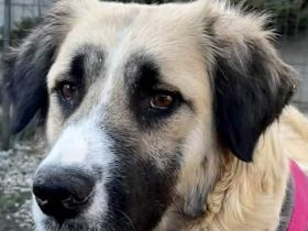 Odette möchte eine feine, sanfte Begleiterin sein