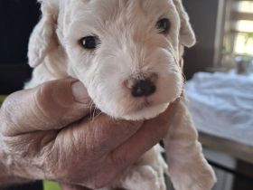 Lagotto Doodle × seltenes Panda-Gen