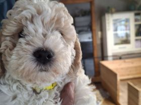 Lagotto Doodle × Panda Pudel Mädchen