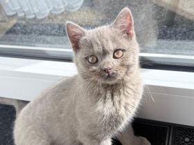 BKH Lilac weiblich - geb. 21.12.25 - 15 Wochen mit komplettem Starterset