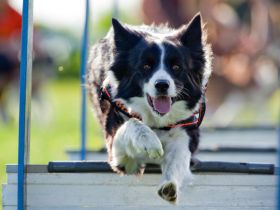 Die Welpenschule - Training für Hund und Mensch