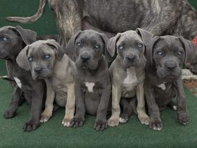 Cane corso