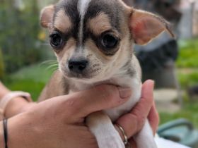 Wunderschöne Chihuahua Welpen in KH