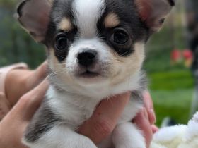 Wunderschöne Chihuahua Welpen in KH