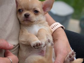 Wunderschöne Chihuahua Welpen in KH