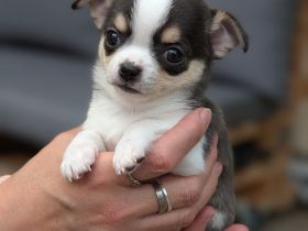 Wunderschöne Chihuahua Welpen in KH