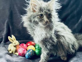 Forest Ghost Rockabilly