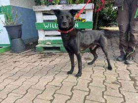 Tabata, Mischling, geb. 2023, lernbegieriger Rüde, der Sicherheit sucht