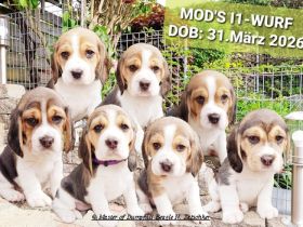 Beaglewelpen tri. Rr. mit Erstausstattung