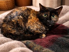 Marleen sucht ihr Für-immer-Zuhause (Wohnungskatze, mit viel Herz)