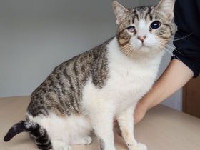 Rizzy, blind und sehr verschmust, wünscht sich eine liebe Familie