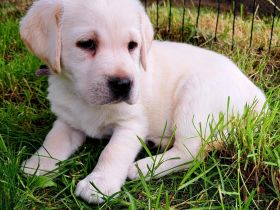 Labradorwelpen in schwarz und gelb, mit Ahnentafel, liebevolle Hausaufzucht