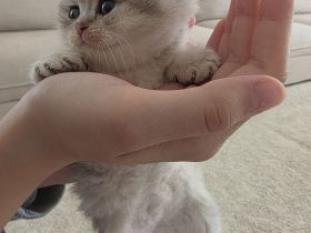 Wunderschöne Kätzchen