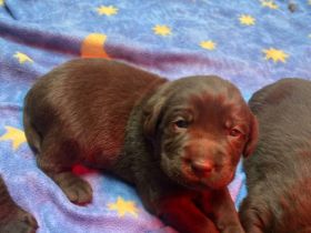 Labradorwelpen in schokobraun