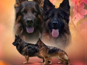 Deutsche Schäferhunde vom Jatznicker Land