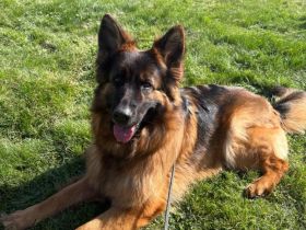 Deutsche Schäferhunde vom Jatznicker Land