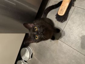 Liebe volles für immer zuhause gesucht