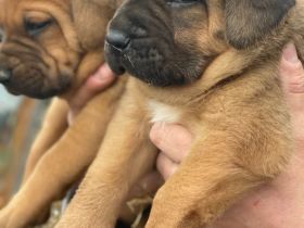 Hybride mastiff welpen