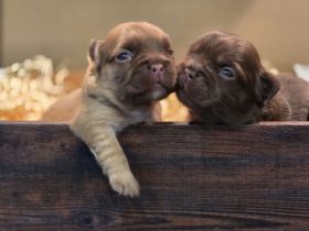 Traumhafte Französische Bulldoggen Welpen in Sonderfarben
