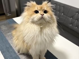 Deckkater mit Stammbaum