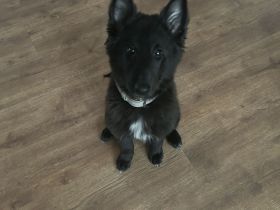 Belgischer Schäferhund