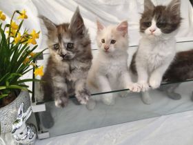 Maine Coon Kitten mit Stammbaum von Whisker Oase